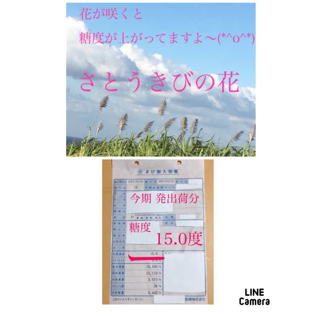 さとうきび 沖縄離島産 サトウキビ 発送当日収穫 今が旬 食品/飲料/酒の食品(野菜)の商品写真