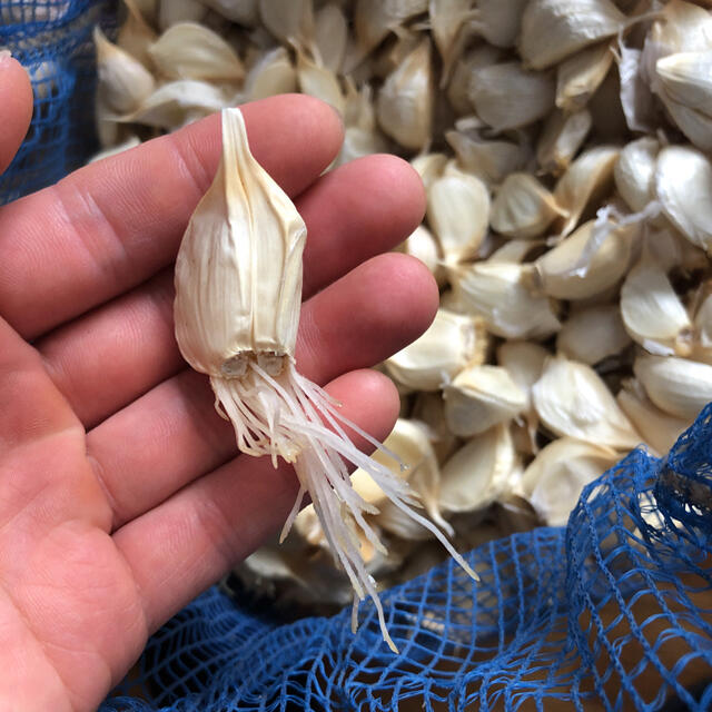 青森県産　規格外ニンニク訳あり　700g 食品/飲料/酒の食品(野菜)の商品写真