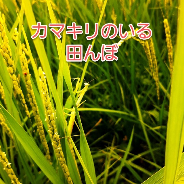 《農薬８割減》新米コシヒカリ10kg③ 食品/飲料/酒の食品(米/穀物)の商品写真