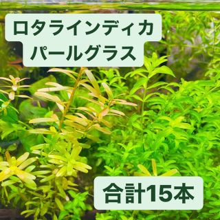ロタラインディカ　パールグラス　水草　アクアリウム(アクアリウム)