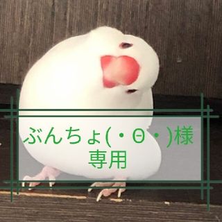 白文鳥&シナモン文鳥(その他)