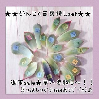 葉っぱしっかりsizeあり★多肉植物葉挿しセット(その他)