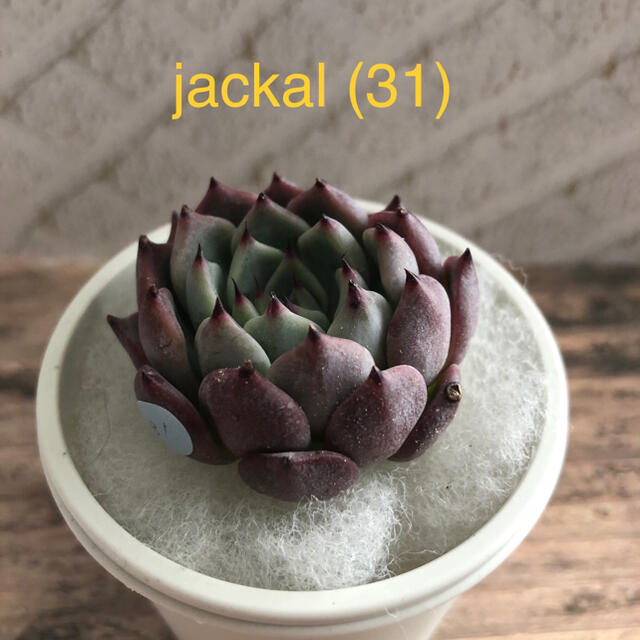 多肉植物 韓国苗 jackal/ジャッカル ハンドメイドのフラワー/ガーデン(その他)の商品写真