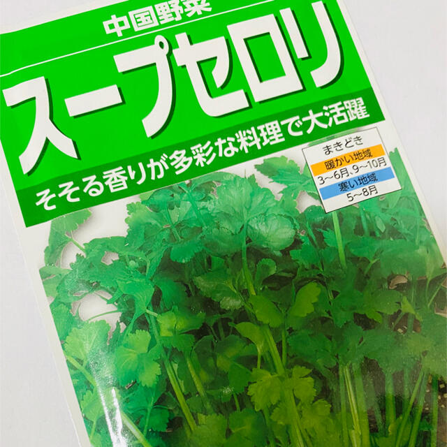 ハーブセロリ（スープセロリ）野菜の種  30個 食品/飲料/酒の食品(野菜)の商品写真