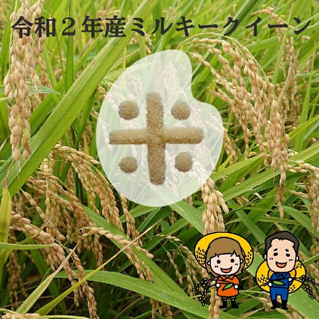 タケタケ様専用です😊ミルキークイーン玄米10kg 食品/飲料/酒の食品(米/穀物)の商品写真