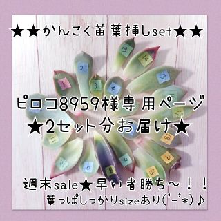 ピロコ8959様専用ページ‼️‼️おまとめ割￥50引き(その他)