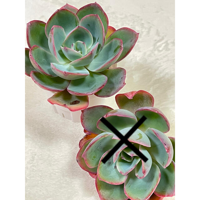 韓国苗 ネオンライト 多肉植物 バラ売り可の通販 by cochi's 韓国苗 ネオンライト 多肉植物 バラ売り可の通販 by cochi's
