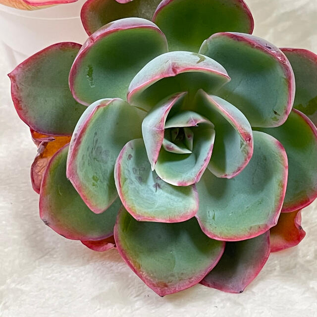 韓国苗 ネオンライト 多肉植物 バラ売り可の通販 by cochi's 韓国苗 ネオンライト 多肉植物 バラ売り可の通販 by cochi's