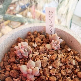 多肉植物☆ピンクプリティ☆３種のオマケつき(プランター)