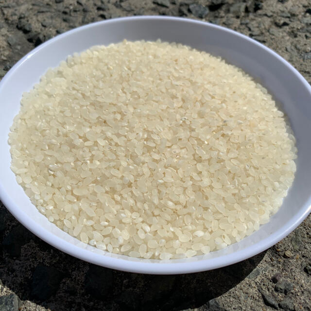 新米　20kg　令和2年産　米/穀物　夢しずく　規格外白米【中米】