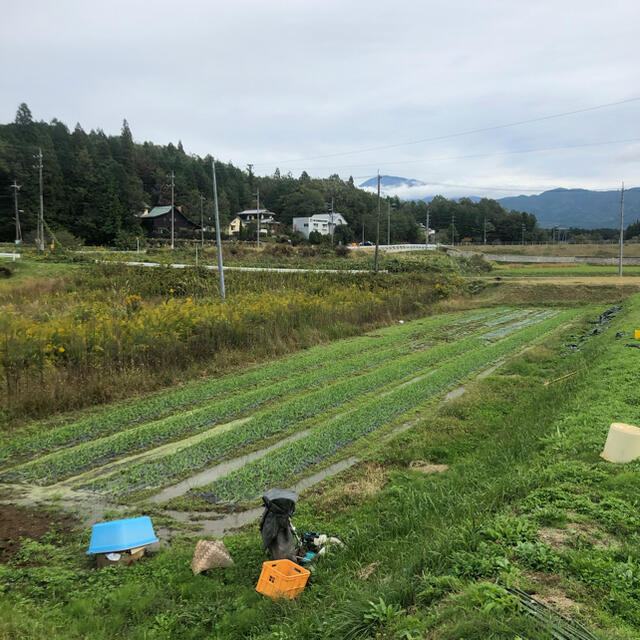 高級　国産無農薬　黒にんにく　200g 食品/飲料/酒の食品(野菜)の商品写真