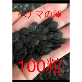 ヘチマの種100粒(野菜)