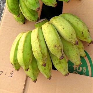 沖縄産　無農薬 絶品　アップルバナナ　コンパクトにぎっしり1kg(フルーツ)