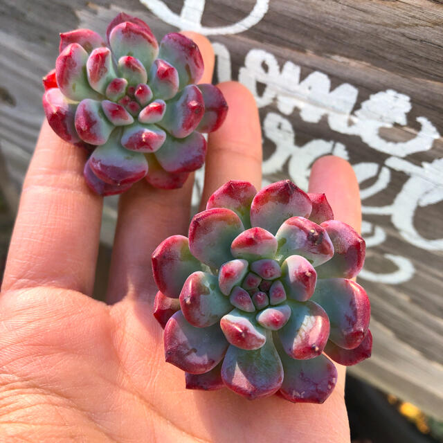 多肉植物 韓国苗 エケベリア Echeveria Blue Elf ハンドメイドのフラワー/ガーデン(その他)の商品写真