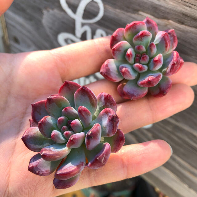 多肉植物 韓国苗 エケベリア Echeveria Blue Elf ハンドメイドのフラワー/ガーデン(その他)の商品写真