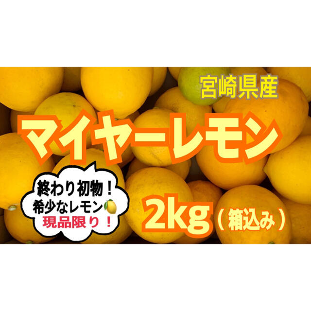 【現品限り！】希少❣️マイヤーレモン2㎏（送料込み）/果物　レモンみかん 食品/飲料/酒の食品(フルーツ)の商品写真