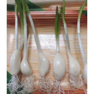 発芽ニンニク!（50本）(野菜)