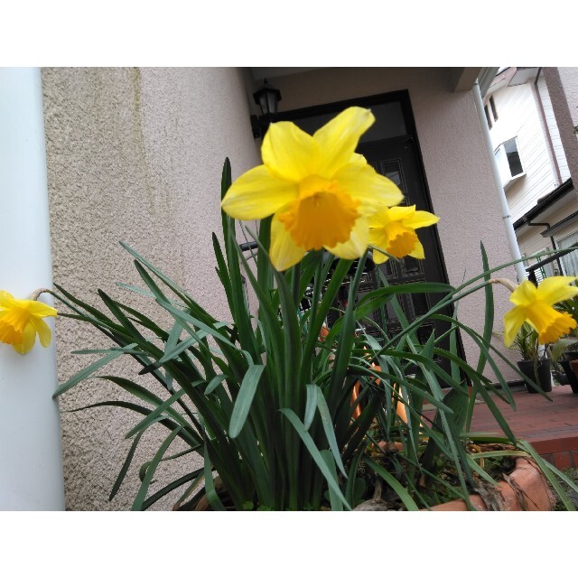 黄色の水仙 抜き苗3株 ハンドメイドのフラワー/ガーデン(プランター)の商品写真