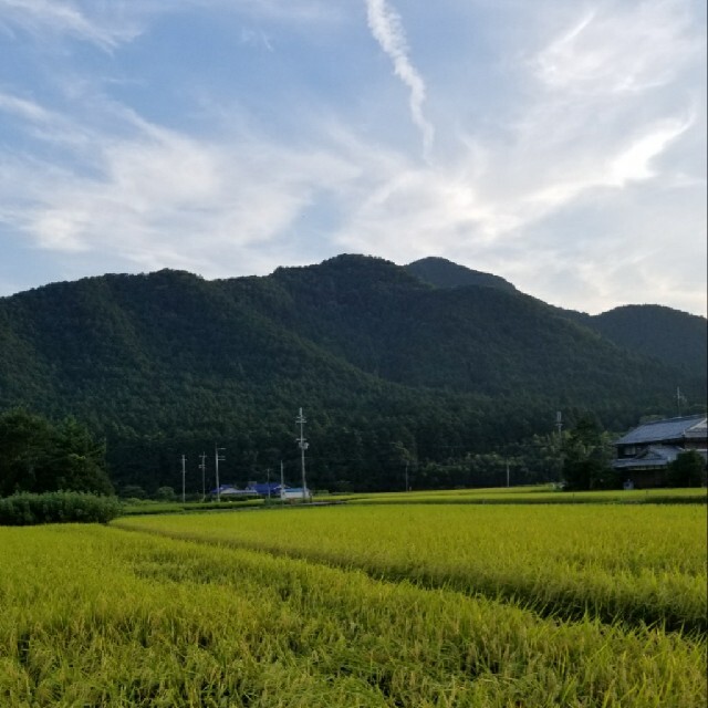 令和2年 兵庫県丹波産 無農薬コシヒカリ20キロ 食品/飲料/酒の食品(米/穀物)の商品写真