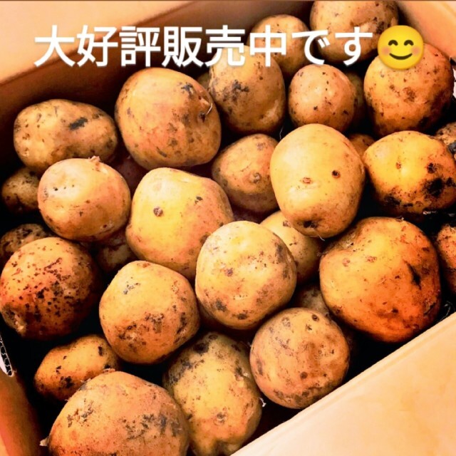 北海道産 新品種 じゃがいも「とうや」5㎏ 食品/飲料/酒の食品(野菜)の商品写真