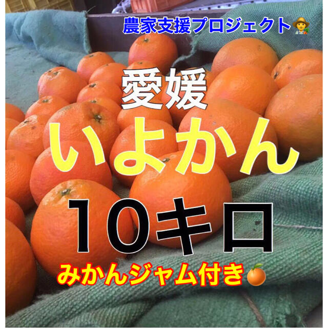 伊予柑10キロ  みかんジャム付き！ 食品/飲料/酒の食品(フルーツ)の商品写真