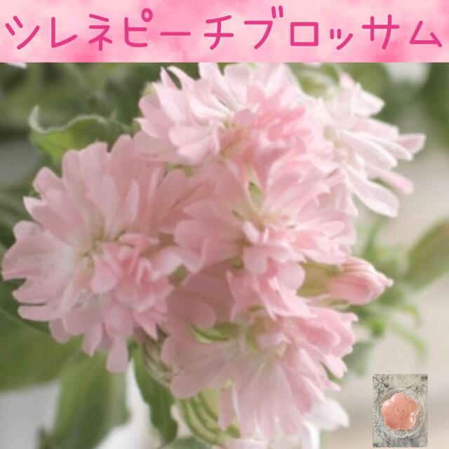 可愛さNo.1♡『シレネピーチブロッサム』花の種20粒 ハンドメイドのフラワー/ガーデン(その他)の商品写真