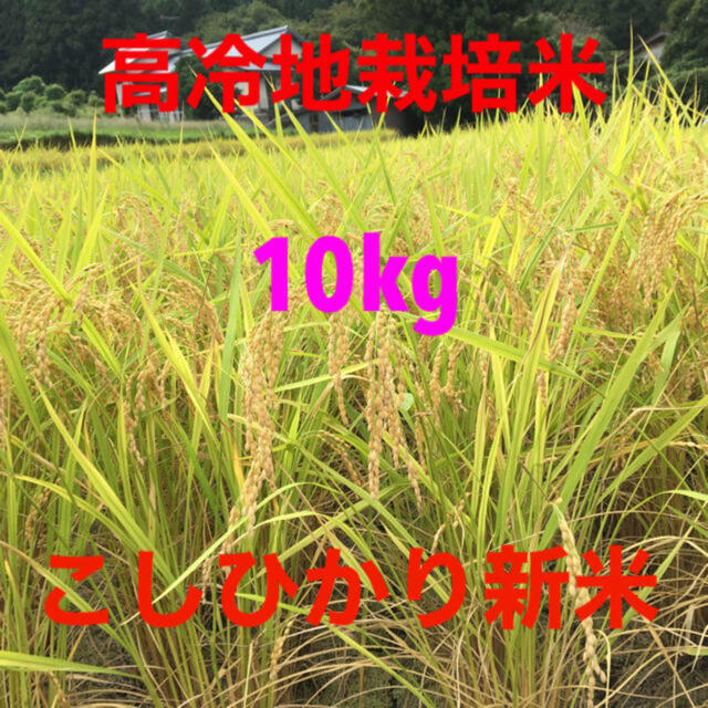 高冷地栽培米 10kg  こしひかり新米 島根県産 食品/飲料/酒の食品(米/穀物)の商品写真
