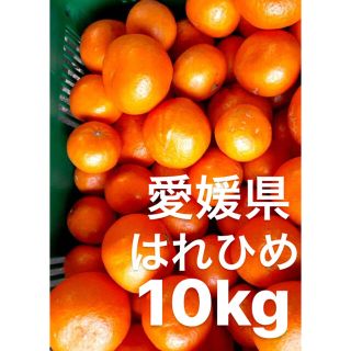 愛媛県　はれひめ　10kg(フルーツ)