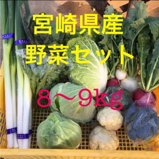 宮崎県産 野菜セット 8～9kg(野菜)