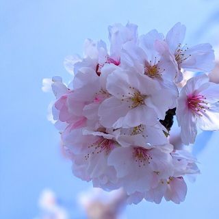 ティティアンドコー ネックレスの通販 95点 Titty Coのレディースを買うならラクマ ティティアンドコー ネックレスの通販 95点 Titty Coのレディースを買うならラクマ