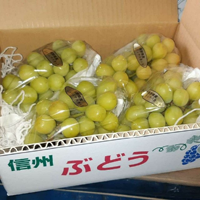 シャインマスカット新鮮蔵出し - フルーツ