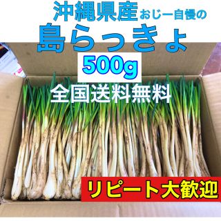 500g ＋増量　沖縄県産　島らっきょう ※値下げ(野菜)