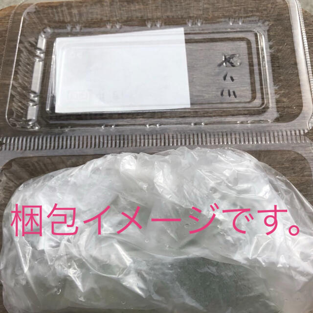 アナカリス その他のペット用品(アクアリウム)の商品写真