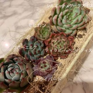 韓国苗!ギュギュっと詰め合わせ⑨ バラよりお得!の通販 by れなちゃ 韓国苗!ギュギュっと詰め合わせ⑨ バラよりお得!の通販 by れなちゃ
