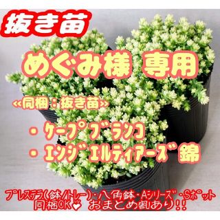 【抜き苗】アクレアウレウム 他 多肉植物 セダム 紅葉 プレステラ プラ鉢(その他)