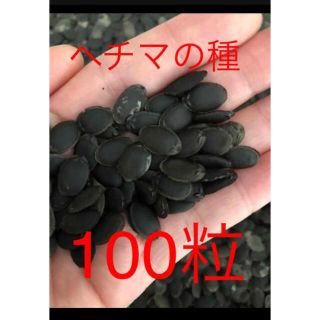 ヘチマの種100粒(野菜)