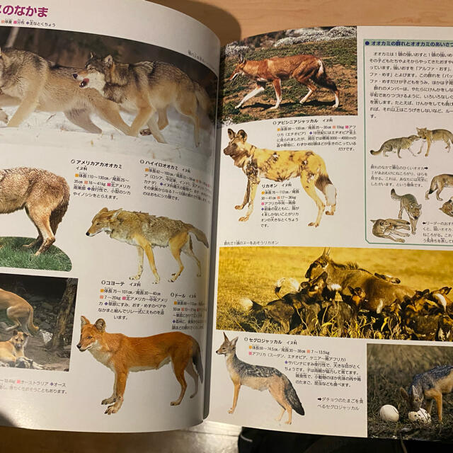 動物図鑑 エンタメ/ホビーの本(絵本/児童書)の商品写真