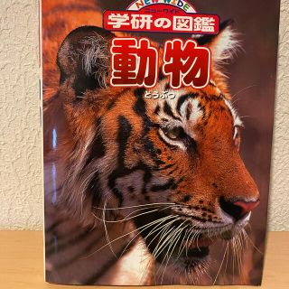 動物図鑑(絵本/児童書)