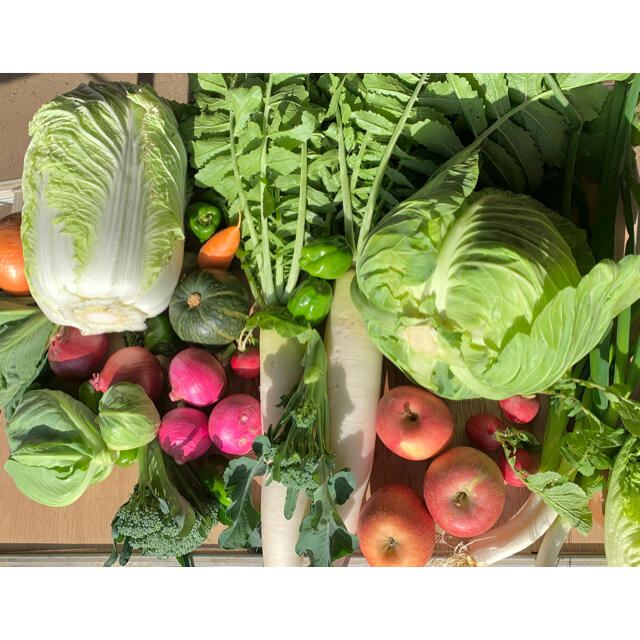冬野菜と果物　 食品/飲料/酒の食品(野菜)の商品写真