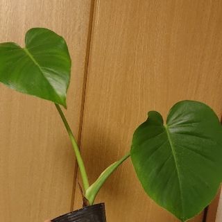 KEI様  お取り置き中モンステラ  デリシオーサ ポニーテール2株(その他)