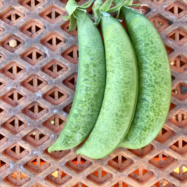 【鹿児島産】甘塩野菜セット3品目^_^ 食品/飲料/酒の食品(野菜)の商品写真