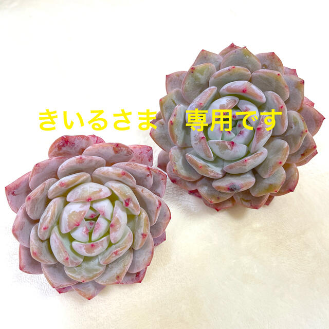 きいるさま専用です　多肉植物 ハンドメイドのフラワー/ガーデン(その他)の商品写真