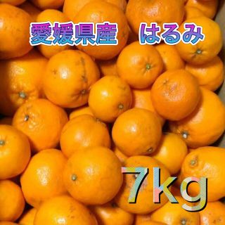 012302 愛媛県産 訳あり はるみ 7kg 柑橘 フルーツ(フルーツ)