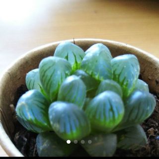 きなこ様専用ページ(その他)