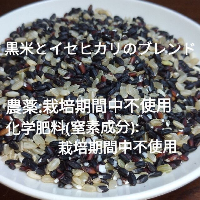 古代米黒米(朝紫)とイセヒカリ玄米のブレンド500g 食品/飲料/酒の食品(米/穀物)の商品写真