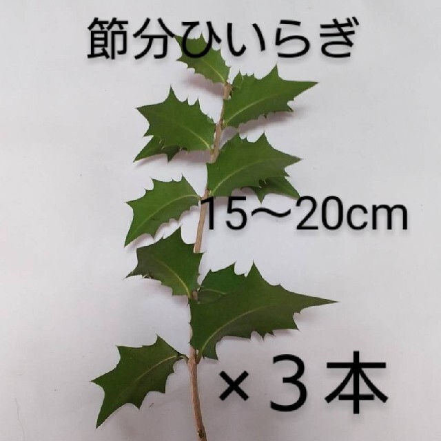 ひいらぎ 柊 節分 3本の通販 By 夢ファーム S Shop ラクマ ひいらぎ 柊 節分 3本の通販 By 夢ファーム S Shop ラクマ
