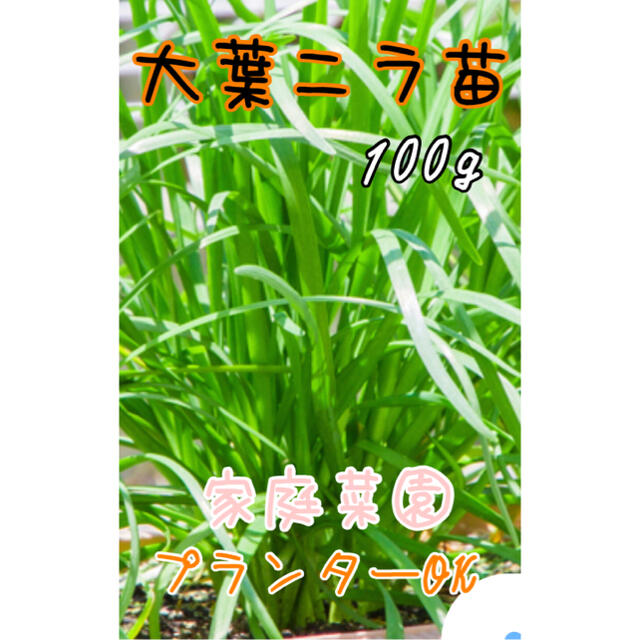 大葉ニラ苗　家庭菜園　100g 節約　プランターOK 食品/飲料/酒の食品(野菜)の商品写真