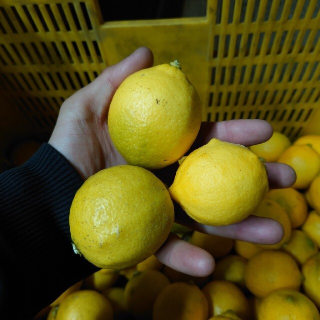 和歌山県紀の川市産 まーくん家のちっちゃなレモン コンパクトボックス 食品/飲料/酒の食品(フルーツ)の商品写真