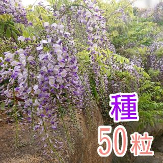 藤の花の種50粒　紫　白　ミックス(その他)