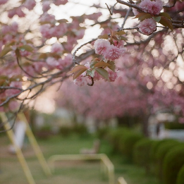 OLYMPUS(オリンパス)の当時整備品 OLYMPUS オリンパス OM-1 ZUIKO 50mm f1.8 スマホ/家電/カメラのカメラ(フィルムカメラ)の商品写真